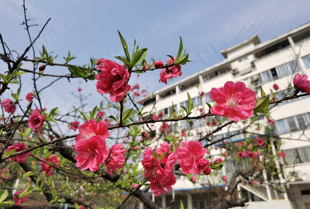 桂林鴻程花團錦簇，滿園春色，邀您一起共賞春景，共商大計！